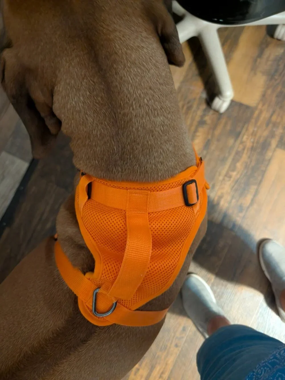 Canada Pooch Ltd High Vis Orange Safety Harness and Biothane Collar L/XL